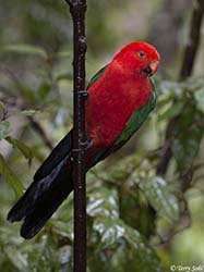 Australian King Parrot 2 - Alisterus scapularis