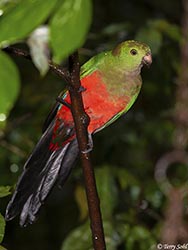 Australian King Parrot 3 - Alisterus scapularis