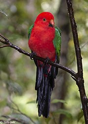Australian King Parrot 4 - Alisterus scapularis