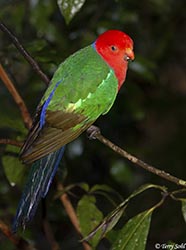 Australian King Parrot 6 - Alisterus scapularis