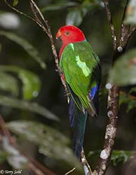 Australian King Parrot 7 - Alisterus scapularis