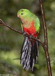 Australian King Parrot 8 - Alisterus scapularis