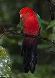 Australian King Parrot 12 - Alisterus scapularis