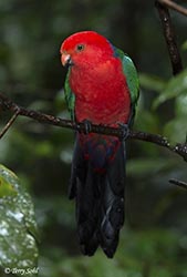 Australian King Parrot 13 - Alisterus scapularis