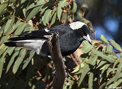 Australian Magpie 3 - Cracticus tibicen