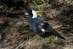 Australian Magpie 1 - Cracticus tibicen