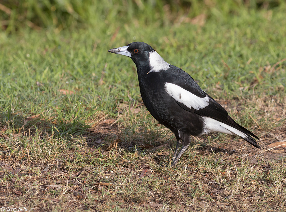 Australian Magpie - Cracticus tibicen