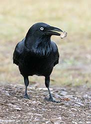 Australian Raven 3 - Corvus coronoides