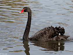 Black Swan 2 - Cygnus atratus