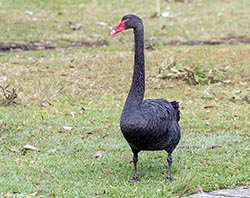 Black Swan 5 - Cygnus atratus