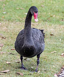 Black Swan 7 - Cygnus atratus