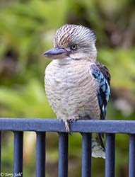 Blue-winged Kookaburra 2 - Dacelo leachii