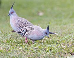 Crested Pigeon 1 - Ocyphaps lophotes