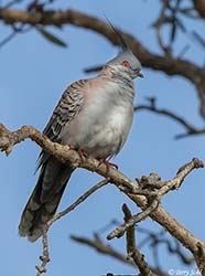 Crested Pigeon 3 - Ocyphaps lophotes