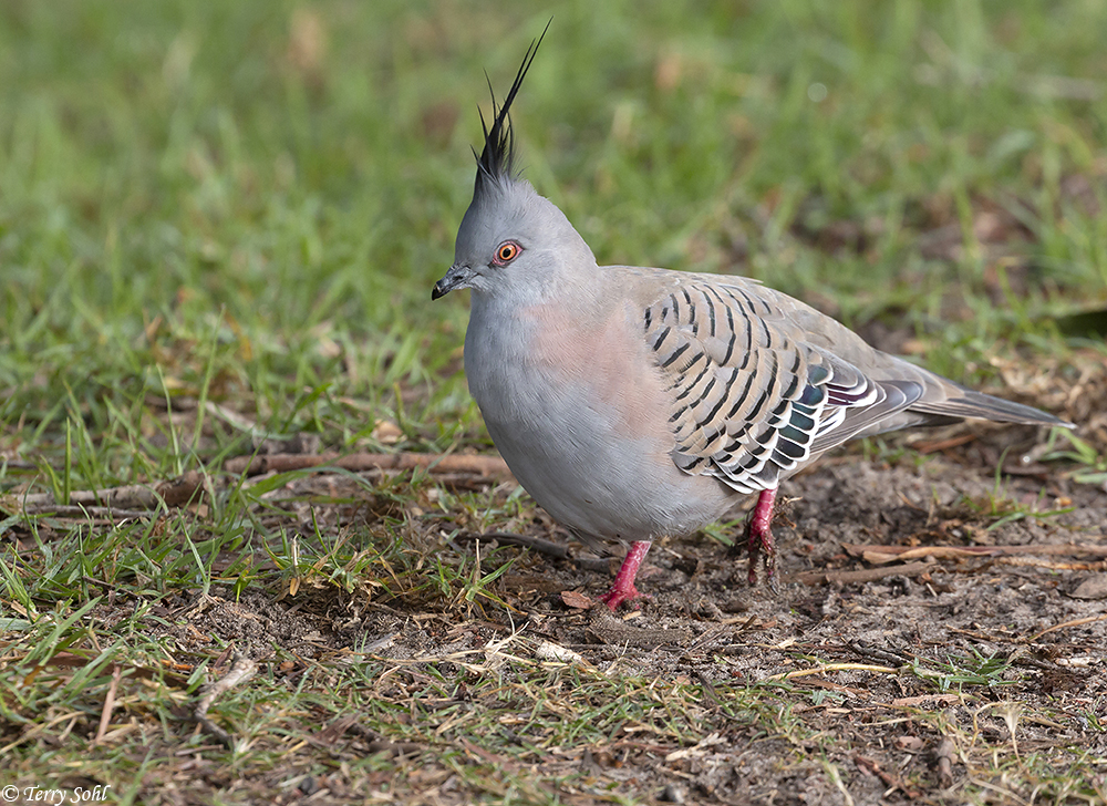 Crested Pigeon - Ocyphaps lophotes