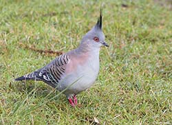 Crested Pigeon 2 - Ocyphaps lophotes