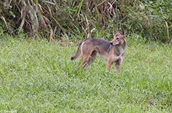 Dingo 1 - Canis lupus dingo