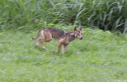 Dingo 3 - Canis lupus dingo