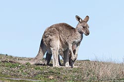 Eastern Grey Kangaroo 3 - Macropus giganteus