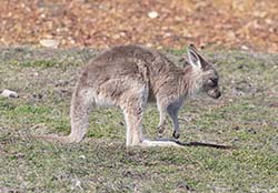Eastern Grey Kangaroo 7 - Macropus giganteus