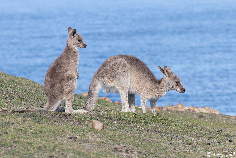 Eastern Grey Kangaroo - Macropus giganteus
