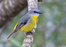 Eastern Yellow Robin 3 - Eopsaltria australis
