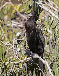 Little Black Cormorant 1 -  Phalacrocorax sulcirostris