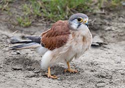 Nankeen Kestrel 8 - Falco cenchroides