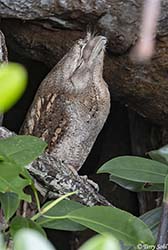Papuan Frogmouth 2 - Podargus papuensis