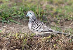 Peaceful Dove 4 - Geopelia placida