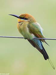 Rainbow Bee-eater4  - Merops ornatus