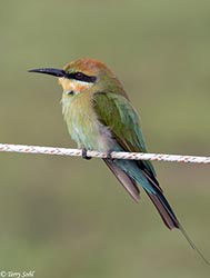 Rainbow Bee-eater 8 - Merops ornatus