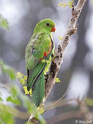 Red-winged Parrot 2 - Aprosmictus erythropterus