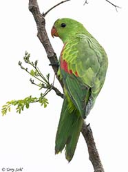 Red-winged Parrot 3 - Aprosmictus erythropterus