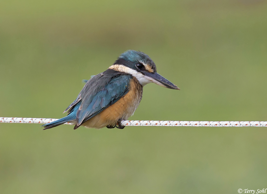 Sacred Kingfisher - Todiramphus sanctus