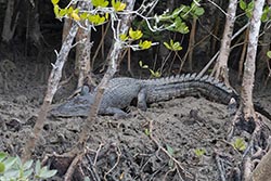 Saltwater Crocodile 2 - Crocodylus porosus