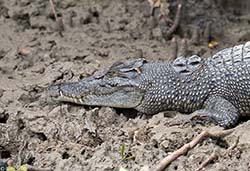 Saltwater Crocodile 3 - Crocodylus porosus