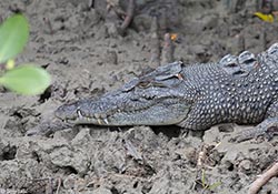 Saltwater Crocodile 4 - Crocodylus porosus