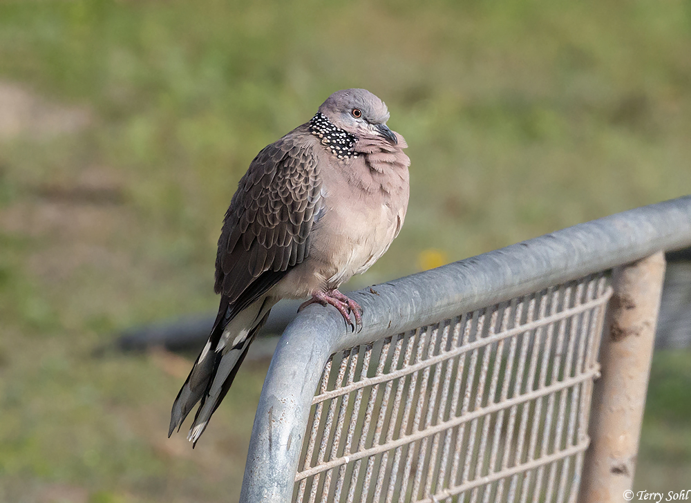 Spotted Dove -  Spilopelia chinensis