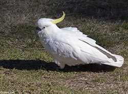 Sulphur-crested Cockatoo 8 - Cacatua galerita