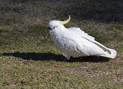 Sulphur-crested Cockatoo 9 - Cacatua galerita