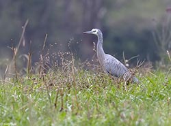 White-faced Heron 1 - Egretta novaehollandiae