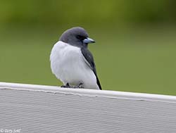 White-breasted Woodswallow 1 - Artamus leucorynchus