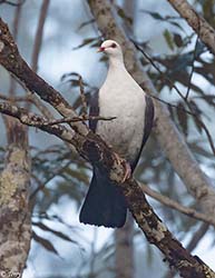 White-headed Pigeon 2 - Columba leucomela