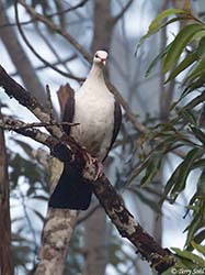 White-headed Pigeon 3 - Columba leucomela