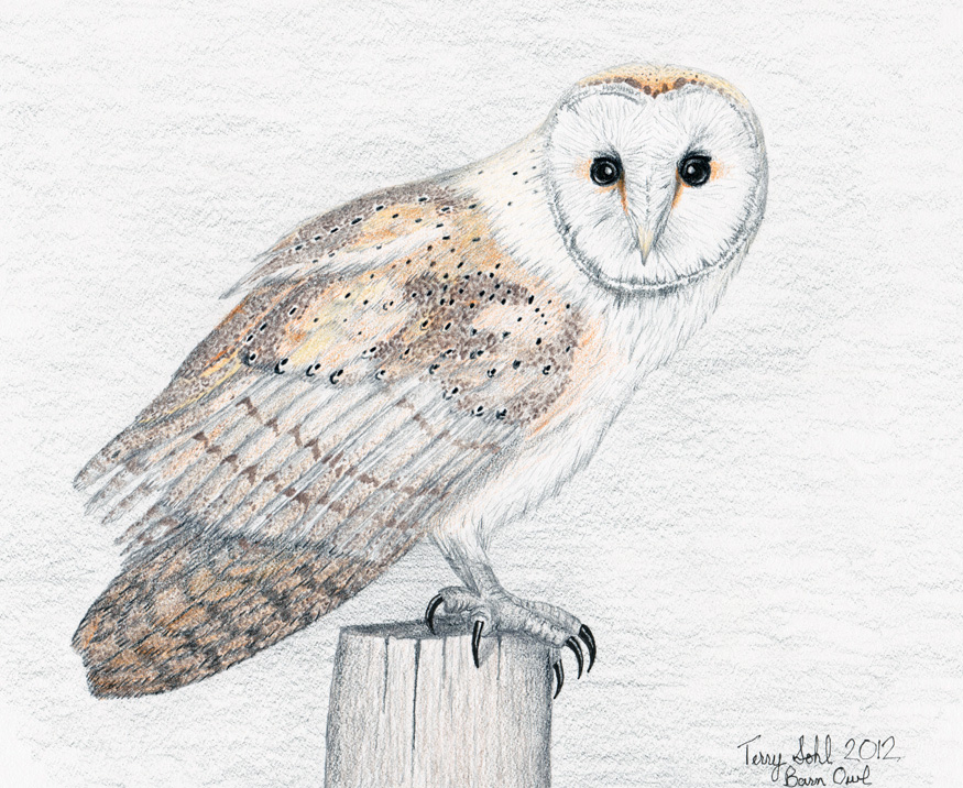 Barn Owl - Drawing by Terry Sohl
