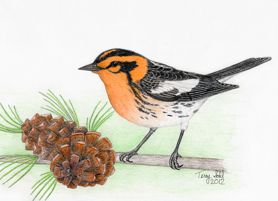 Blackburnian Warbler - Drawing by Terry Sohl