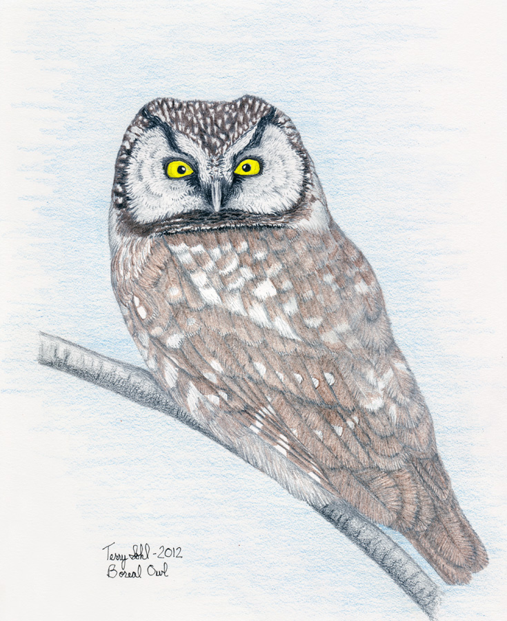 Boreal Owl - Drawing by Terry Sohl