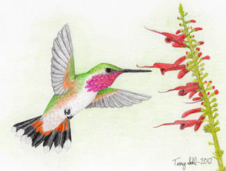 Bumblebee Hummingbird - Drawing by Terry Sohl
