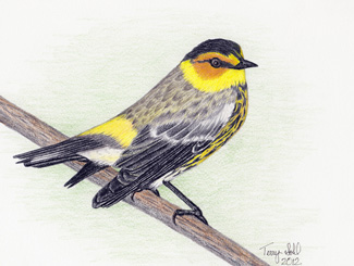 Cape May Warbler - Drawing by Terry Sohl